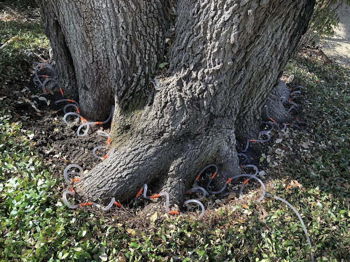Detailed Tree Cabling and Bracing job site in Julesburg