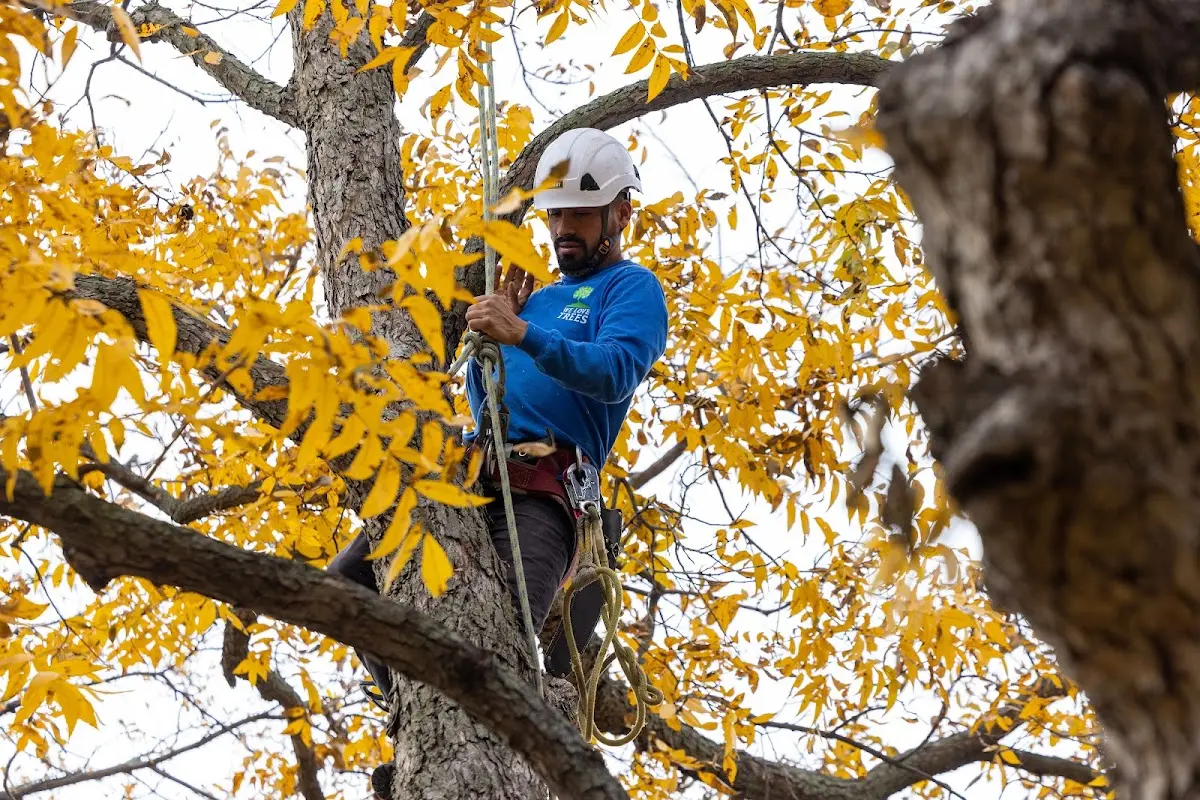 Skilled Tree Planing crew working in Julesburg