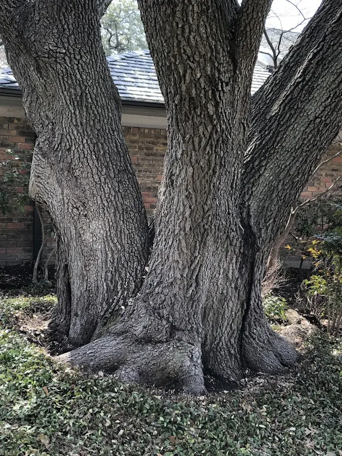 Mature heritage tree close to a Julesburg property cared for by certified arborists