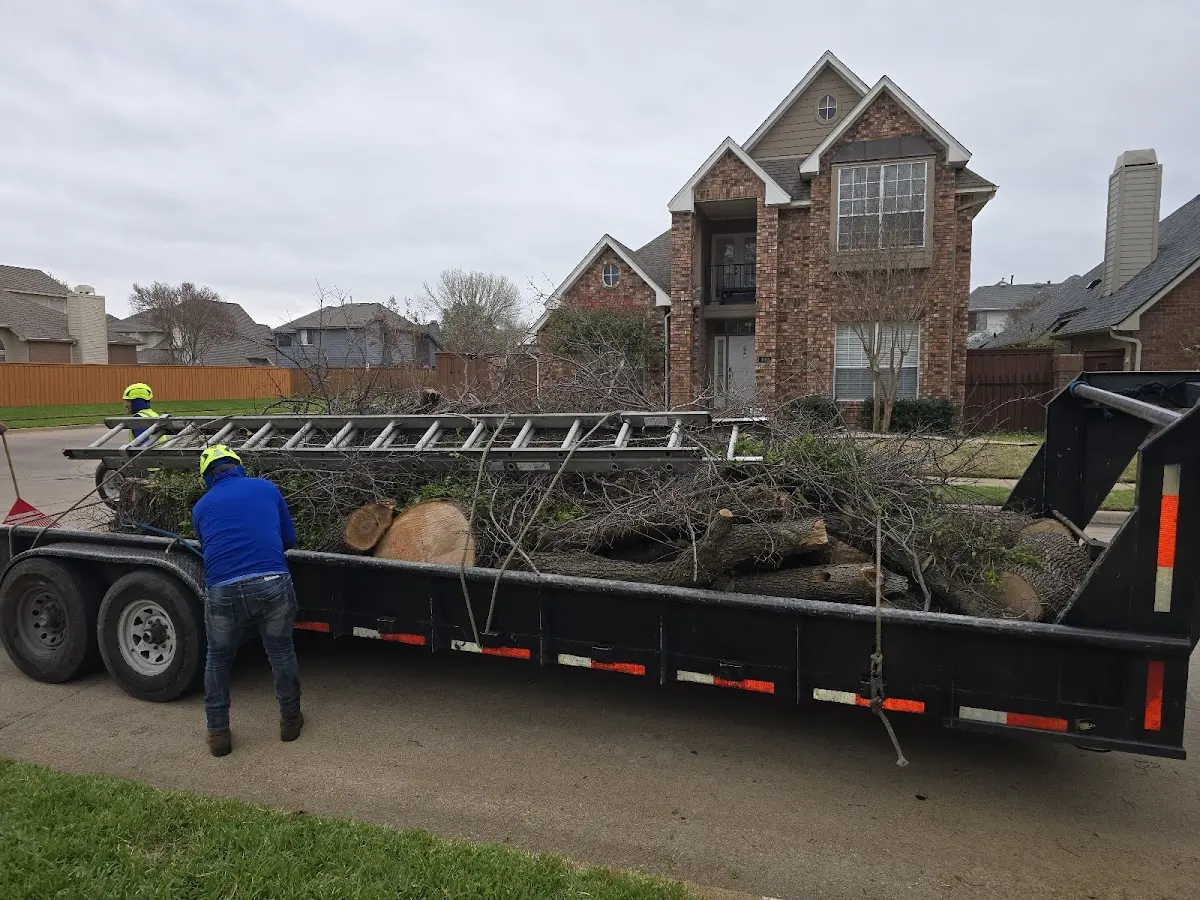 Expert Tree Removal with proper safety equipment in Julesburg